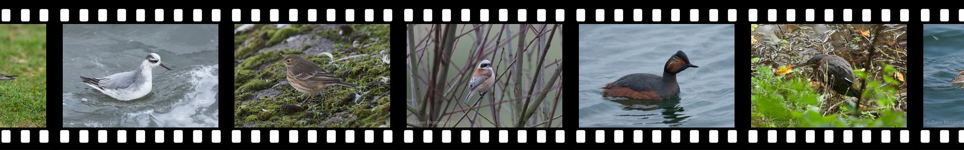 Wings 'n Things Birds Header